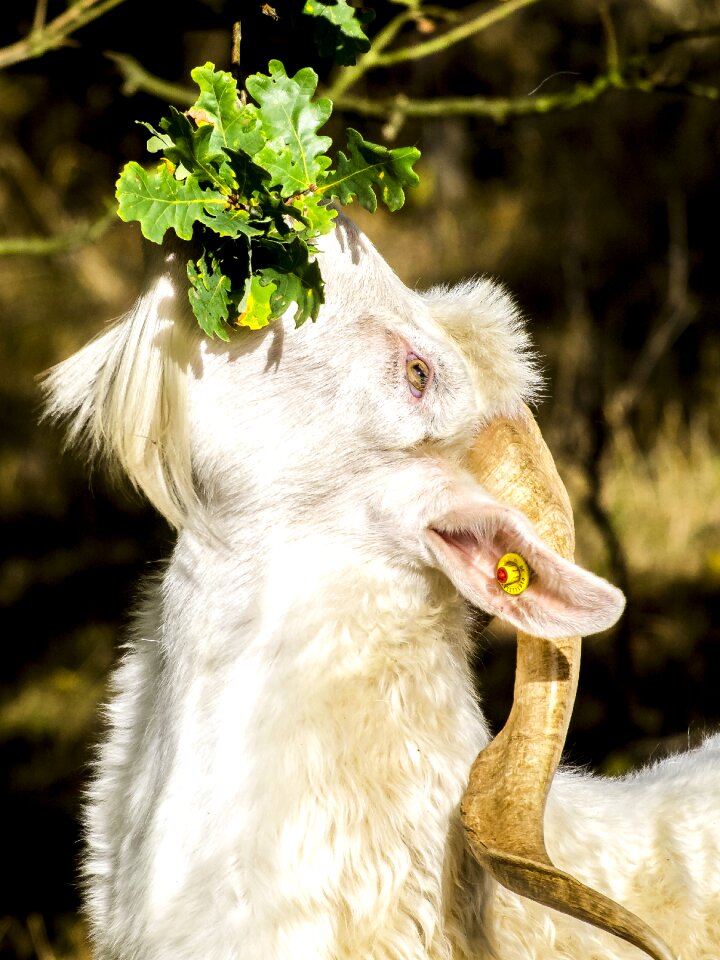 Mammal livestock nature