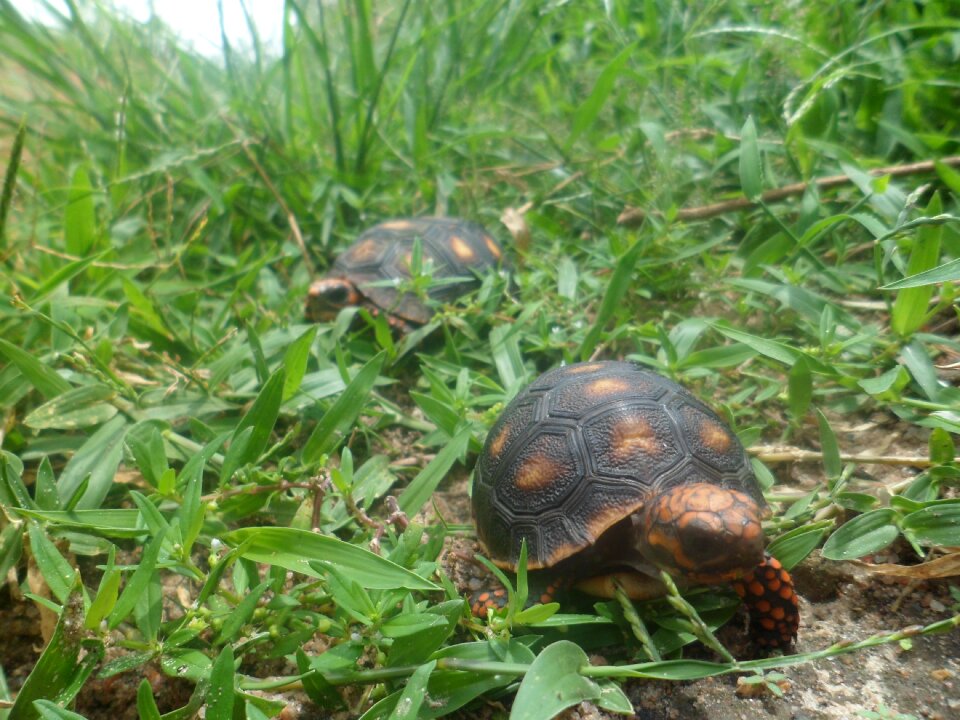 Field animal nature