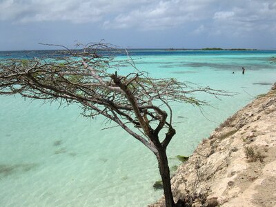 Tree beach scenic photo