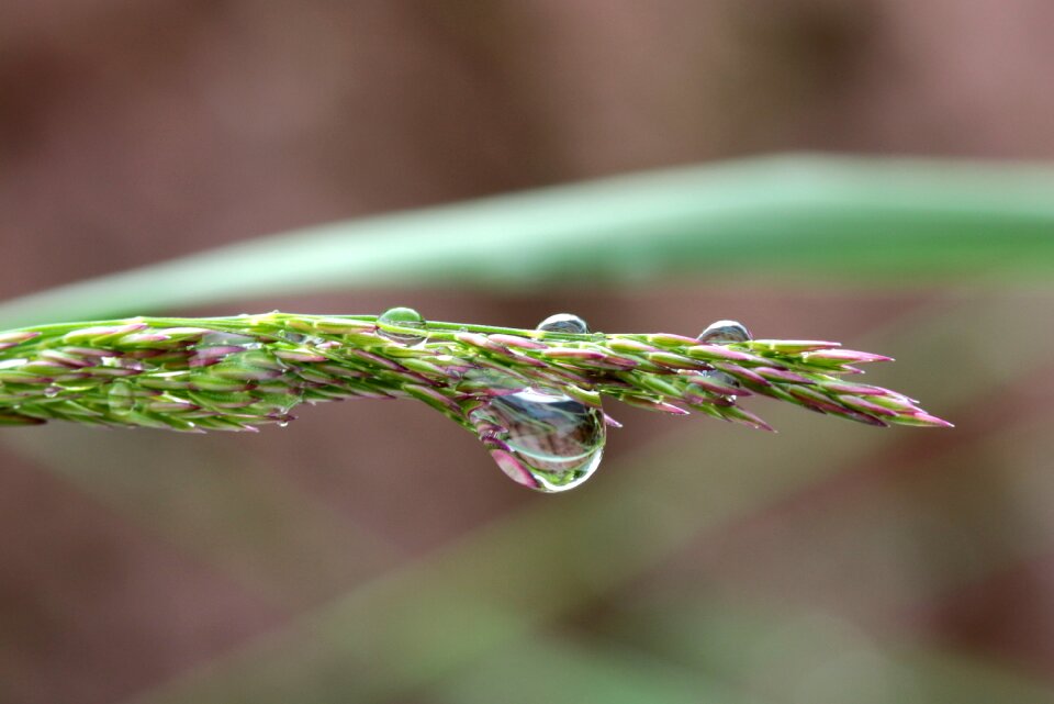 Drop of water wet beaded