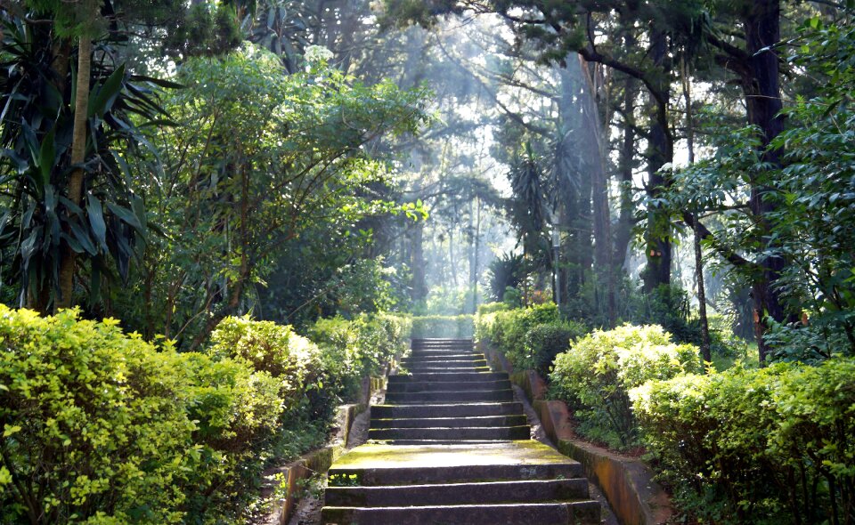 Sunny outdoors green