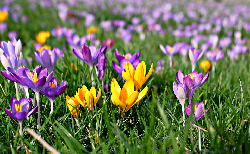 Colorful meadow spring