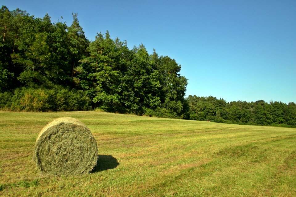 Meadow forest edge of the woods