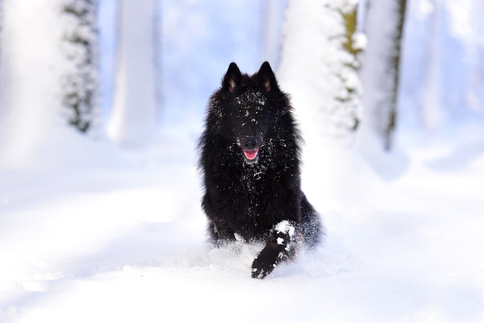 Running dog snow nature photo