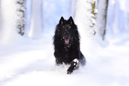 Running dog snow nature