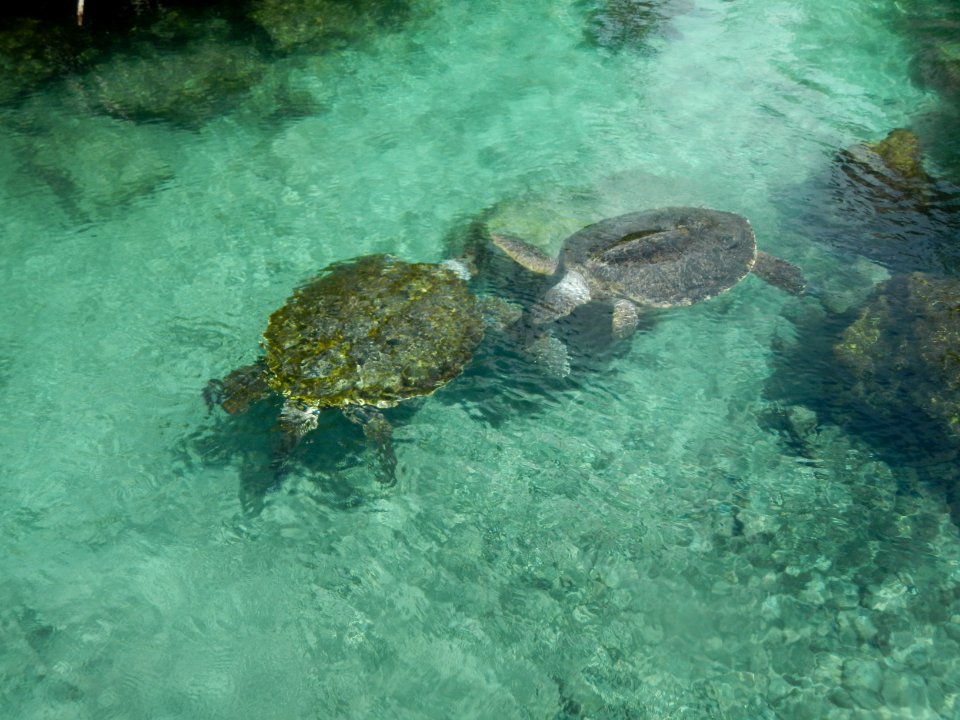 Tortugas en el Caribe