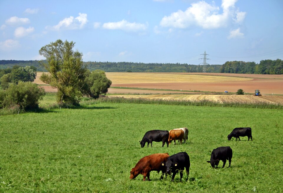 Agriculture nature livestock