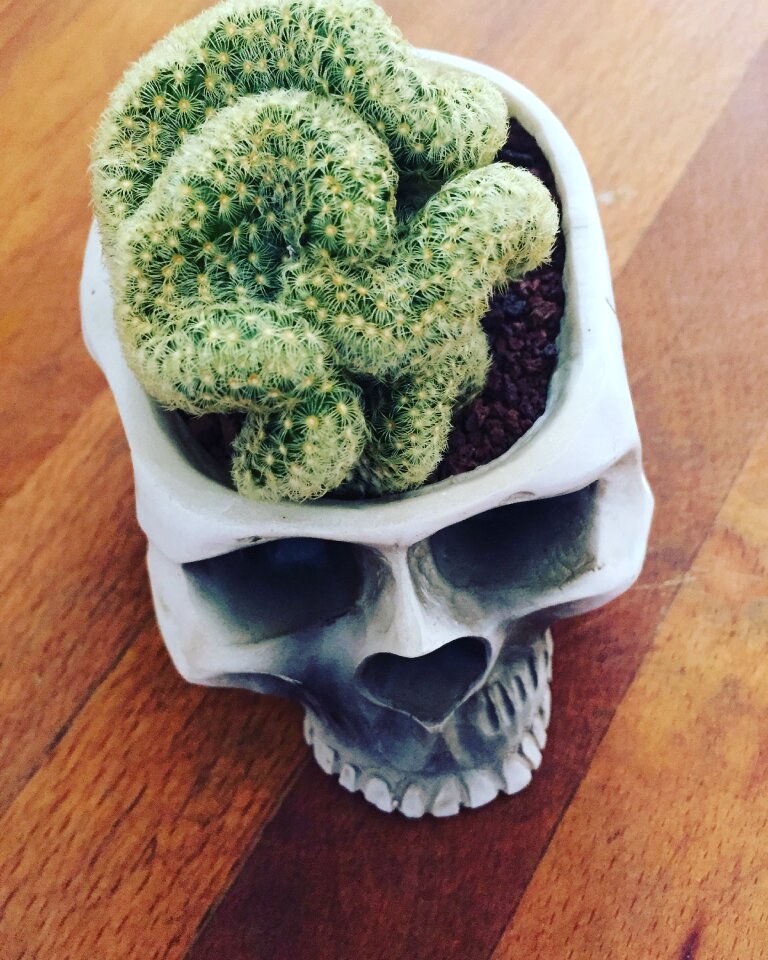 Brain cactus skull