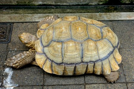 Tortoise - Food and Agriculture Museum - Setagaya, Tokyo, Japan - DSC09864