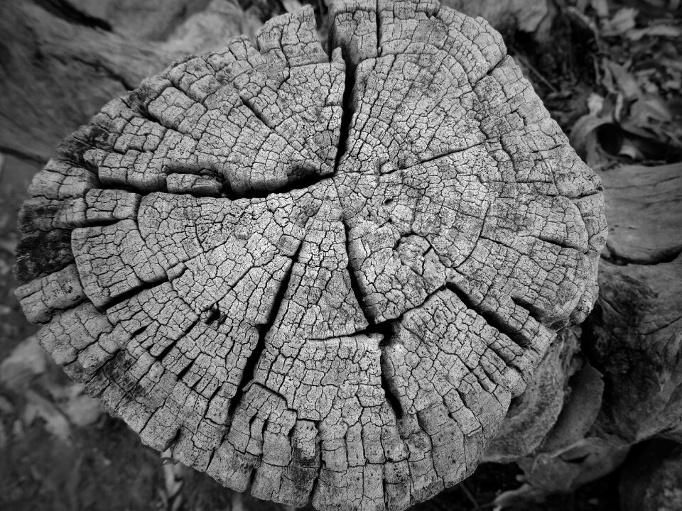 Cut trunk wood tree