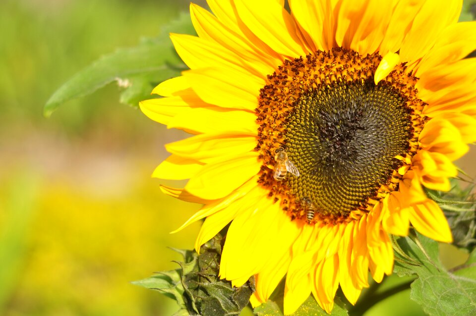 Nature yellow floral