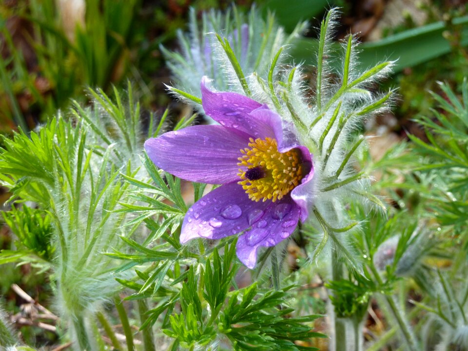 Blue pasque flower spring