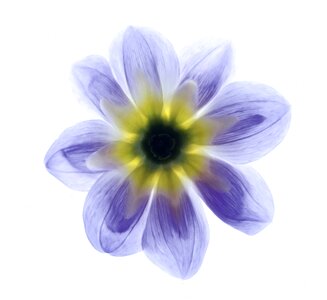Flower summer dahlia