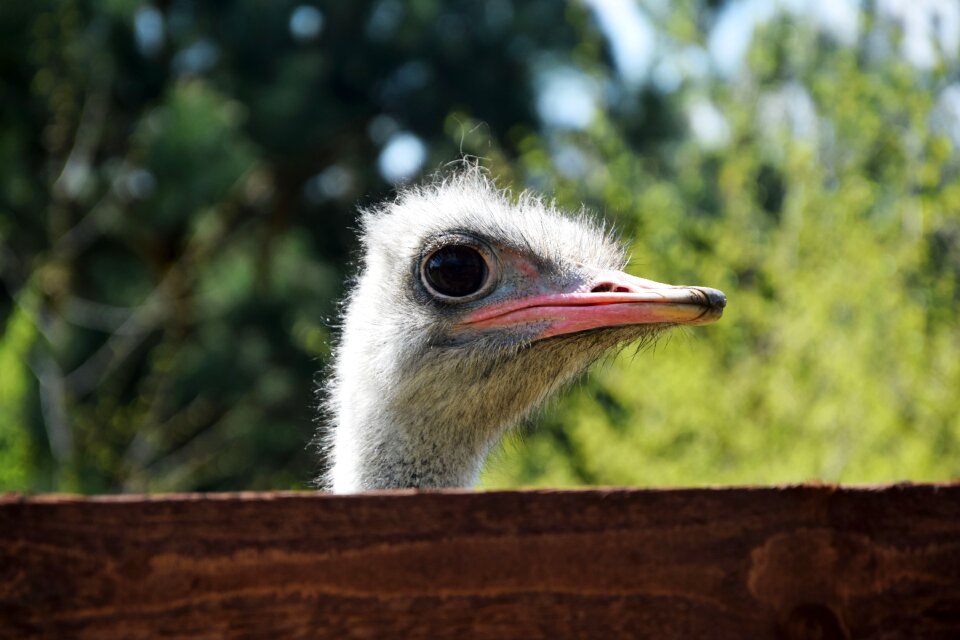 Eye bird zoo