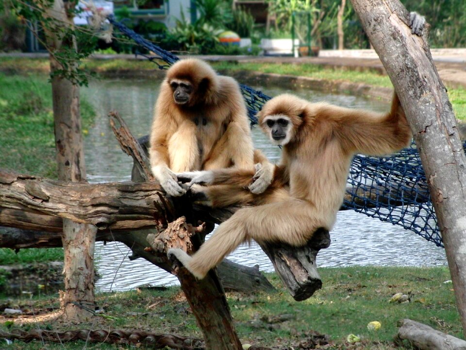 Primacy hylobates lar zoo