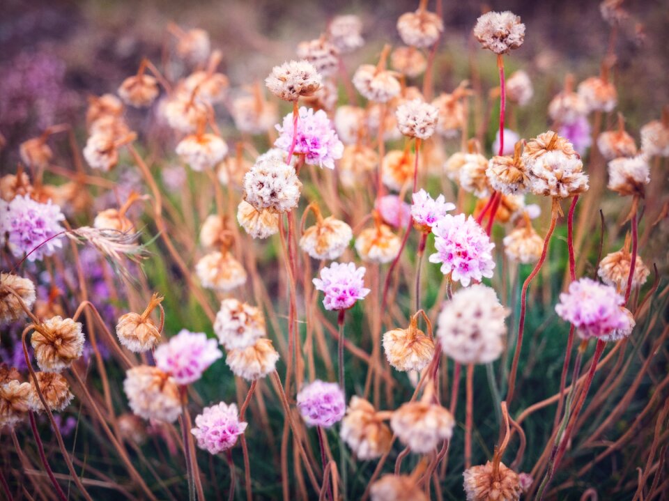 Iceland pink beautiful