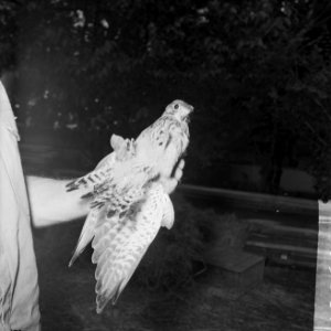 Torenvalk met drie poten in Artis, gevonden in Hilversum, Bestanddeelnr 915-3801