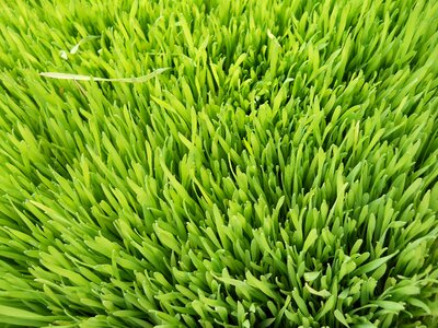 Nature summer nutrition