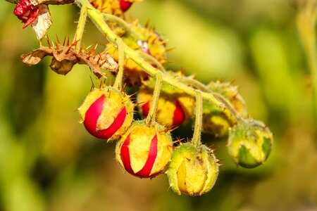 Fruit red solanum sisymbriifolium