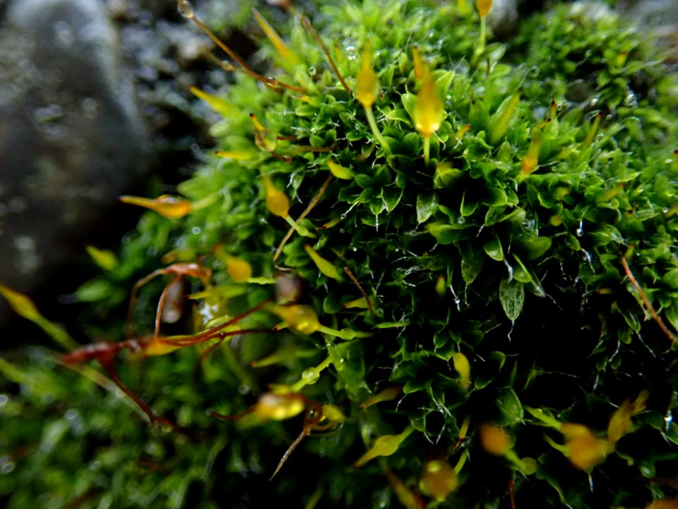 Tortula muralis 107929481