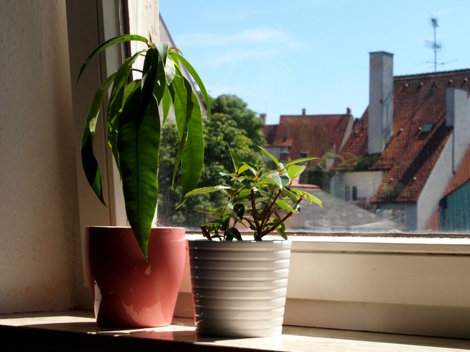 Topfpflanzen Fensterbrett