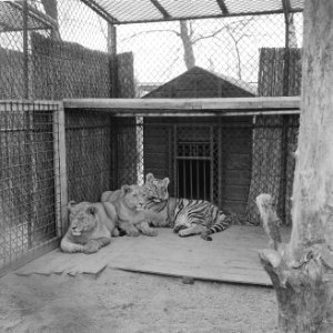 Topconferentie in Blijdorp Leeuwen en tijgers in een kooi, Bestanddeelnr 913-5477 photo