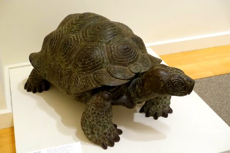 Tortoise by Paul Manship, 1916, bronze, view 2 - Cape Ann Museum - Gloucester, MA - DSC01469