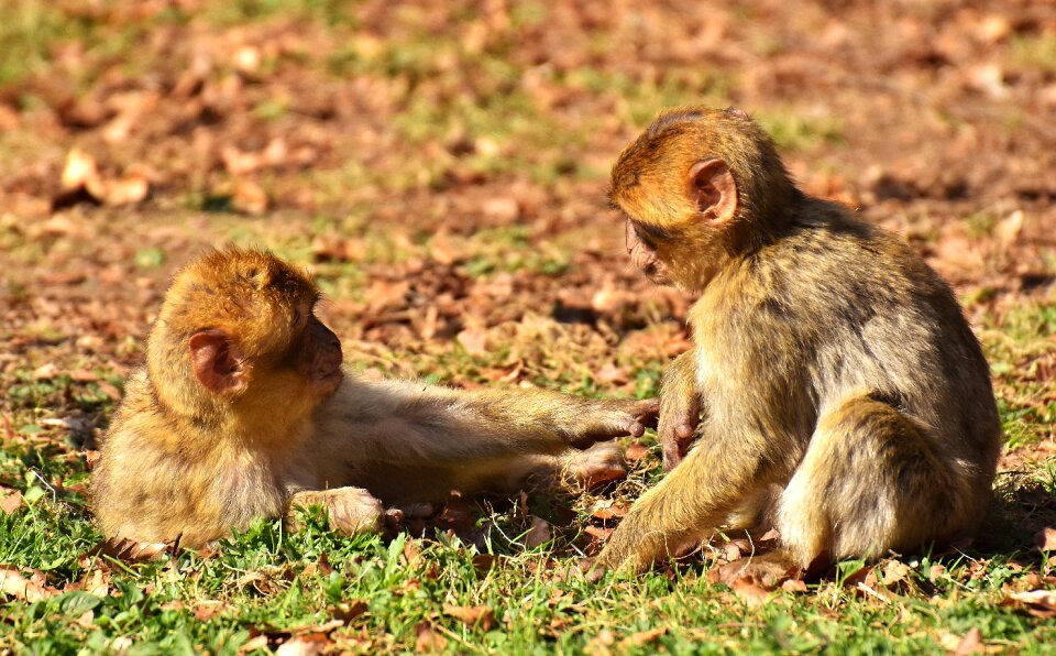 Endangered species monkey mountain salem animal