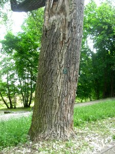 Topola biała pomnik przyrody w parku nad starym Kanałem Bydg