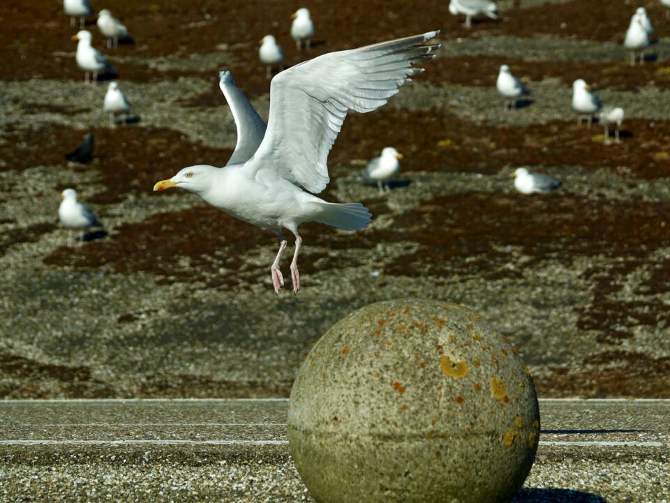Flying take off bird