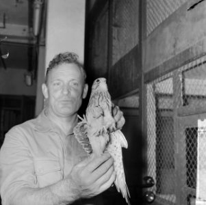 Torenvalk met drie poten in Artis, gevonden in Hilversum, Bestanddeelnr 915-3802