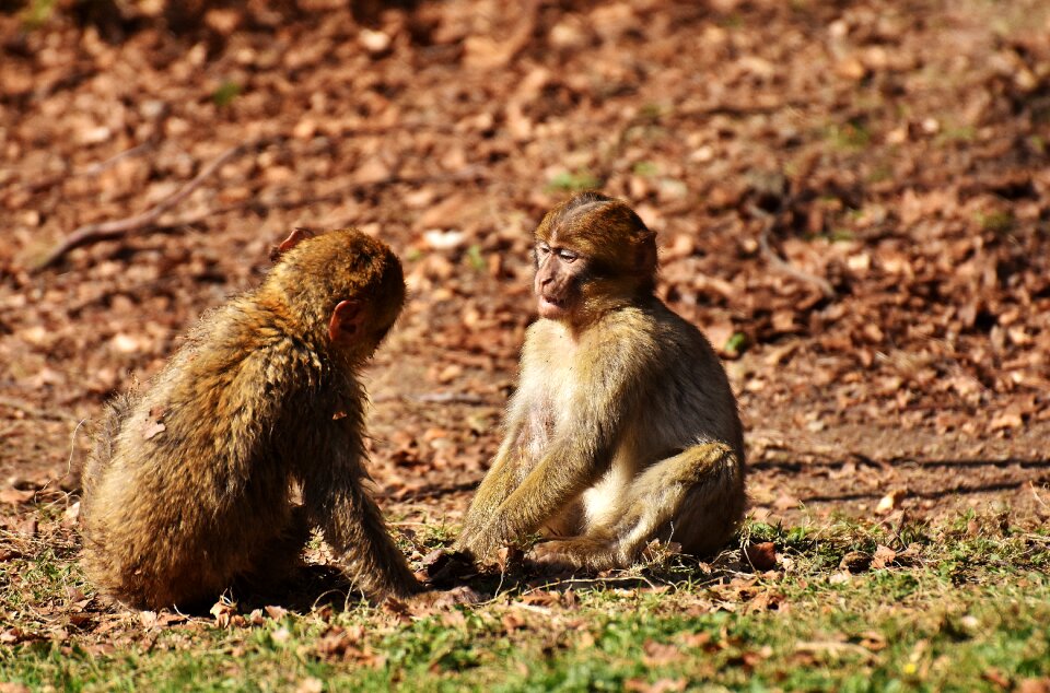 Endangered species monkey mountain salem animal