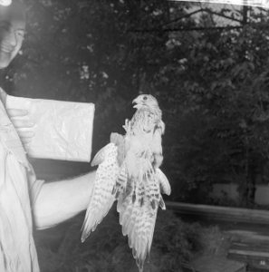 Torenvalk met drie poten in Artis, gevonden in Hilversum, Bestanddeelnr 915-3803