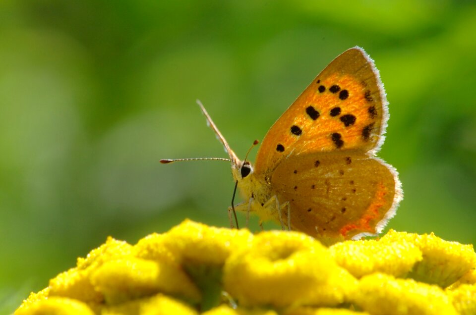 Insect summer yellow