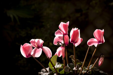 Flowers jadin rosa