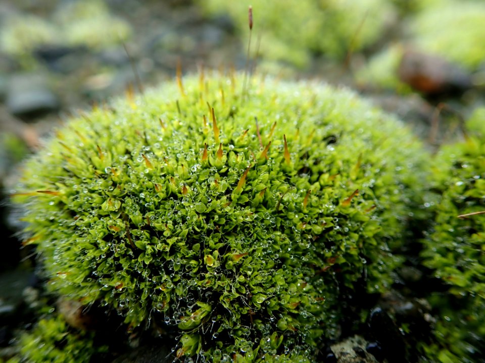 Tortula muralis 102930831