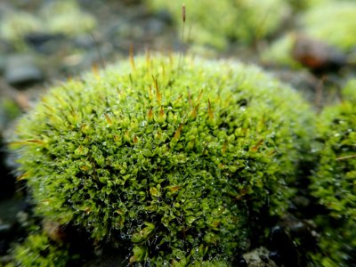 Tortula muralis 102930831