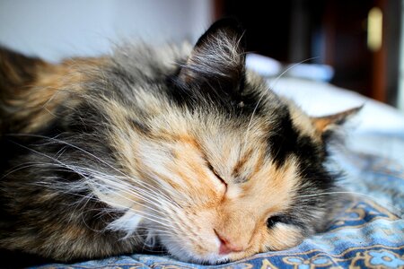 Pet muzzle relaxation