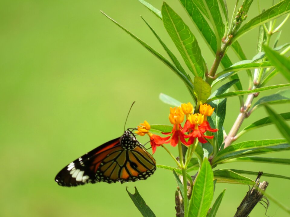 Blossom butterfly park bannerghatta butterfly park photo