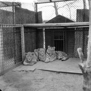 Topconferentie in Blijdorp Leeuwen en tijgers in een kooi, Bestanddeelnr 913-5476 photo