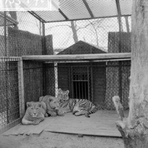 Topconferentie in Blijdorp Leeuwen en tijgers in een kooi, Bestanddeelnr 913-5478 photo