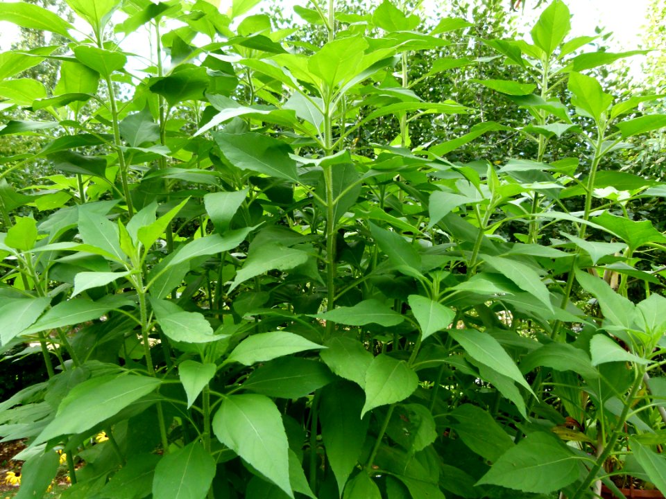 Topinambour parc floral