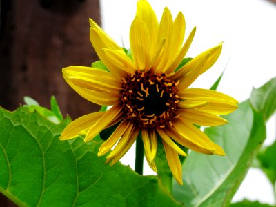 Topinambur RoscheiderhofH3a
