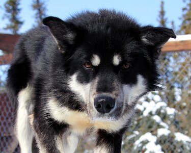 Portrait sled dog looking