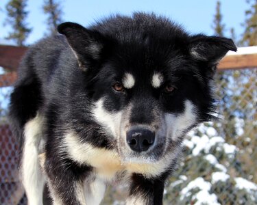 Portrait sled dog looking photo