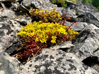 Torsburgen gul fetknopp