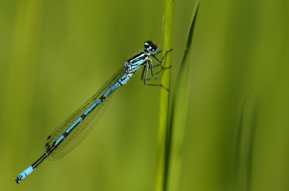 Wildlife outdoor resting