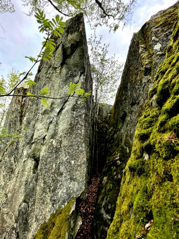 Tors stenar klyfta träd