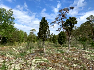 Torsburgen naturreservat