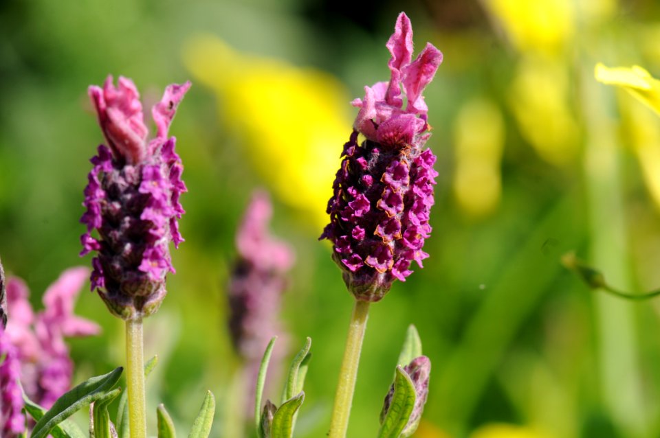Topped lavendar flowers - magenta